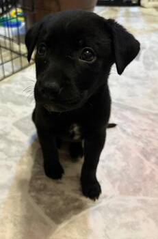 Labrador Retriever Dogs Available for Adoption in Newport, Kentucky - Frazier | PetCurious