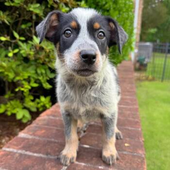 Mixed Breed Dogs Available for Adoption in Brownsboro, Alabama - Daffodil | PetCurious