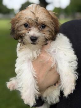 Shih Tzu and Poodle Dogs Available for Adoption - Flower | PetCurious