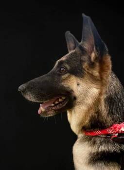 River -  German Shepherd Dog Dog for Adoption in Kuna, Idaho - River | PetCurious