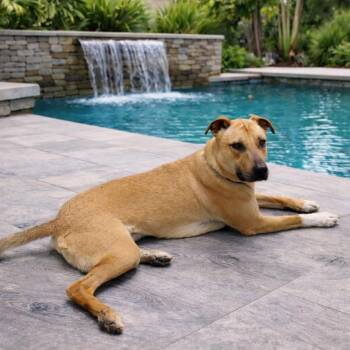 Rover -  Black Mouth Cur Dog for Adoption in Seguin, Texas - Rover | PetCurious