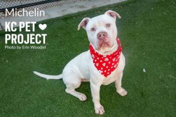Pit Bull Terrier and Mixed Breed Dogs Available for Adoption in Kansas City, Missouri - Michelin | PetCurious