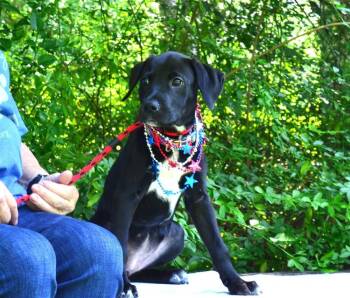 Mindy -  Labrador Retriever and Terrier Dog for Adoption in Willingboro, New Jersey - Mindy | PetCurious