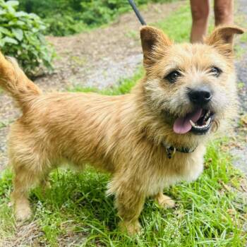 Finny -  Terrier and Mixed Breed Dog for Adoption in Cedarburg, Wisconsin - Finny | PetCurious