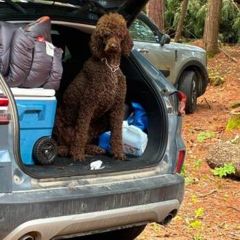 Monty -  Standard Poodle Dog for Adoption in Courtice, Ontario - Monty | PetCurious