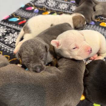 American Staffordshire Terrier Dogs Available for Adoption - PENELOPE BRIDGERTON | PetCurious