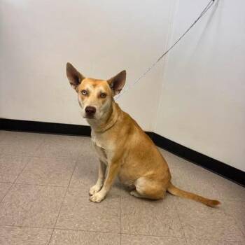 Gia 26-06-119 -  Husky and Mixed Breed Dog for Adoption in Bastrop, Texas - Gia 26-06-119 | PetCurious