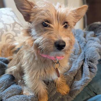 Yorkshire Terrier and Corgi Dogs Available for Adoption - Penny | PetCurious