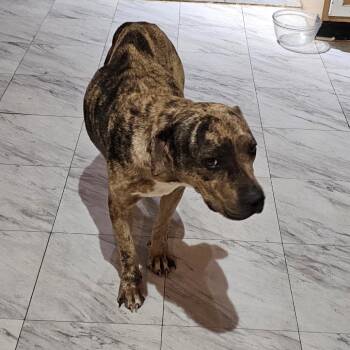 Pit Bull Terrier Dogs Available for Adoption - FWT Phoebe | PetCurious