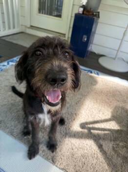 Eddie - IN FOSTER HOME - AVAILABLE TO ADOPT -  Schnauzer Dog for Adoption in Clayton, North Carolina - Eddie - IN FOSTER HOME - AVAILABLE TO ADOPT | PetCurious