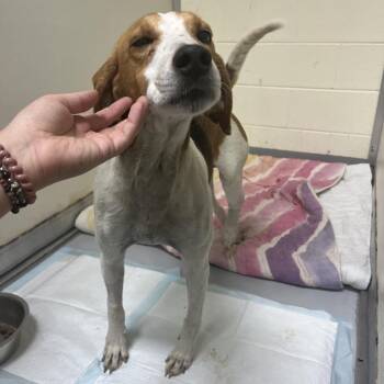 Jungle Juice -  Hound Dog for Adoption in Charlottesville, Virginia - Jungle Juice | PetCurious