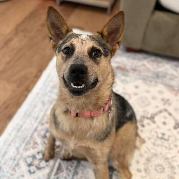 Australian Cattle Dog Blue Heeler Dogs Available for Adoption - Chloe | PetCurious