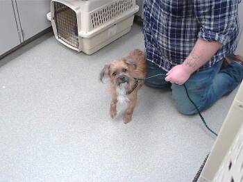 SANDAL -  Yorkshire Terrier and Mixed Breed Dog for Adoption in Omaha, Nebraska - SANDAL | PetCurious