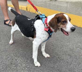 Bogart -  Beagle Dog for Adoption in Mundelein, Illinois - Bogart | PetCurious