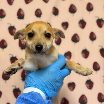 Tiffany -  Chihuahua and Dachshund Dog for Adoption in San Antonio, Texas - Tiffany | PetCurious