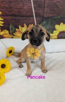 Pancake -  Chihuahua and Miniature Pinscher Dog for Adoption in Sturgis, Michigan - Pancake | PetCurious