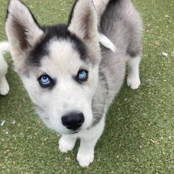 Husky Dogs Available for Adoption in Providence, Rhode Island - Omelet | PetCurious