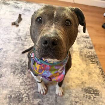 Gracie -  American Staffordshire Terrier Dog for Adoption in Westland, Michigan - Gracie | PetCurious