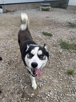 Rescue Siberian Husky Dogs for Adoption in Lucknow, Ontario - Joey | PetCurious