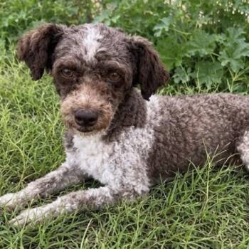 Curley -  Poodle Dog for Adoption in Pelham, New Hampshire - Curley | PetCurious