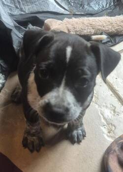 Maggie Mae -  Labrador Retriever Dog for Adoption in The Woodlands, Texas - Maggie Mae | PetCurious