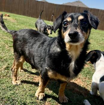 Miniature Pinscher and Dachshund Dogs Available for Adoption in Shawnee, Oklahoma - Wallace | PetCurious
