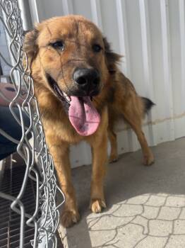Rescue Shepherd and Mixed Breed Dogs for Adoption in Moriarty, New Mexico - Sara | PetCurious