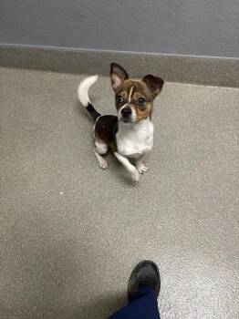NICOLAS CAGE -  Chihuahua Dog for Adoption in Las Vegas, Nevada - NICOLAS CAGE | PetCurious