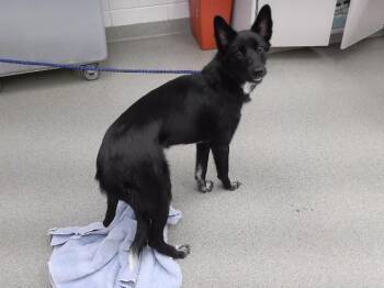 SISTER -  Border Collie and Mixed Breed Dog for Adoption in Omaha, Nebraska - SISTER | PetCurious