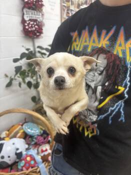Chihuahua Dogs Available for Adoption in York, South Carolina - Brain | PetCurious