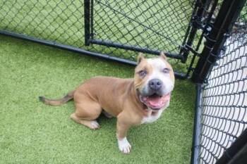CREED -  American Bulldog and Mixed Breed Dog for Adoption in Kenansville, North Carolina - CREED | PetCurious