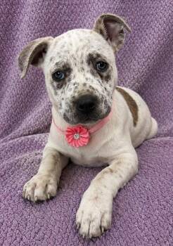 Bullmastiff and Pit Bull Terrier Dogs Available for Adoption in Lodi, California - Bella | PetCurious