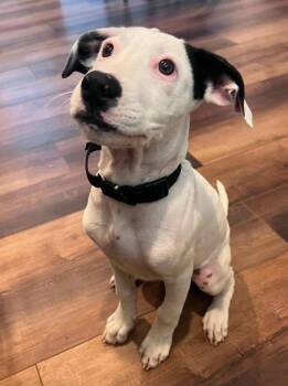 Buldan -  Mixed Breed Dog Available for Adoption in Lake Ronkonkoma, New York - Buldan | PetCurious