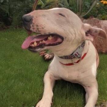 Rescue Bull Terrier Dogs for Adoption in Palm Desert, California - Opal | PetCurious