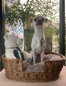 Dinny -  Chihuahua and Boston Terrier Dog for Adoption in Fort Worth, Texas - Dinny | PetCurious