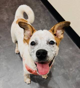 Cream -  Cattle Dog and Pug Dog for Adoption in Salem, Oregon - Cream | PetCurious