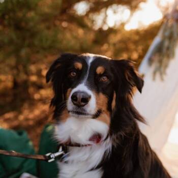 Australian Shepherd Dogs Available for Adoption in Alexandria, Virginia - Brodie | PetCurious