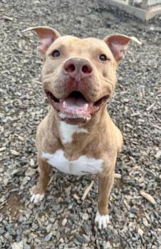 Pit Bull Terrier and Mixed Breed Dogs Available for Adoption in Atlanta, Georgia - Javalino | PetCurious