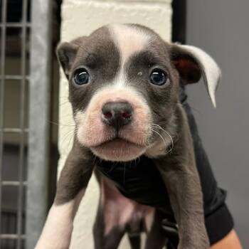 Westley -  Pit Bull Terrier Dog for Adoption in Los Angeles, California - Westley | PetCurious