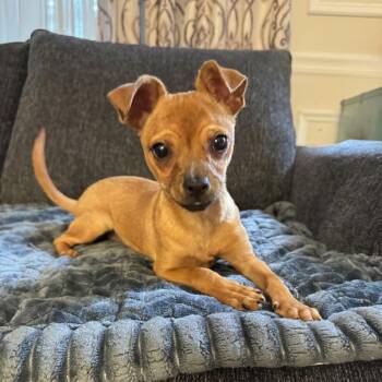 Taco -  Chihuahua and Dachshund Dog for Adoption in Rockville, Maryland - Taco | PetCurious