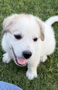 Great Pyrenees Dogs Available for Adoption in Quinlan, Texas - Bruno Mars DFW | PetCurious