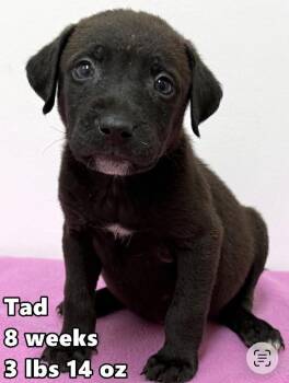 Taddeo -  Labrador Retriever and Golden Retriever Dog for Adoption in Bull Valley, Illinois - Taddeo | PetCurious