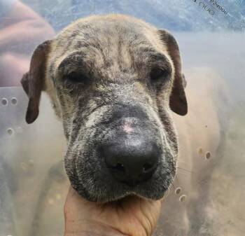 MA -  Australian Cattle Dog Blue Heeler Dog for Adoption in Brunswick, Georgia - MA | PetCurious