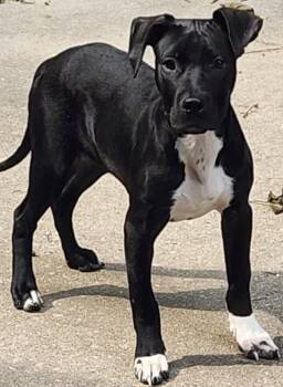 Rescue Mixed Breed Dogs for Adoption in Momence, Illinois - Caleb | PetCurious