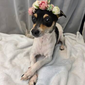 Matilda -  Rat Terrier Dog for Adoption in Foley, Alabama - Matilda | PetCurious