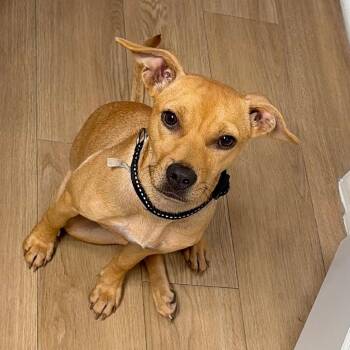 Remi -  Mixed Breed Dog for Adoption in Gainesville, Florida - Remi | PetCurious