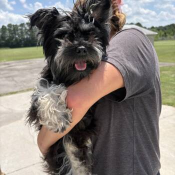 Egbert -  Miniature Schnauzer Dog for Adoption in Chicago, Illinois - Egbert | PetCurious