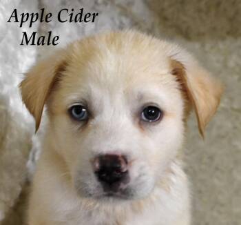 Apple Cider -  Husky and Terrier Dog for Adoption in Springfield, Ohio - Apple Cider | PetCurious