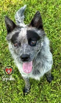 Rescue Cattle Dog Dogs for Adoption in Joliet, Illinois - Spike | PetCurious