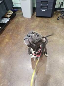 Mixed Breed Dogs Available for Adoption in Cincinnati, Ohio - Kapone | PetCurious